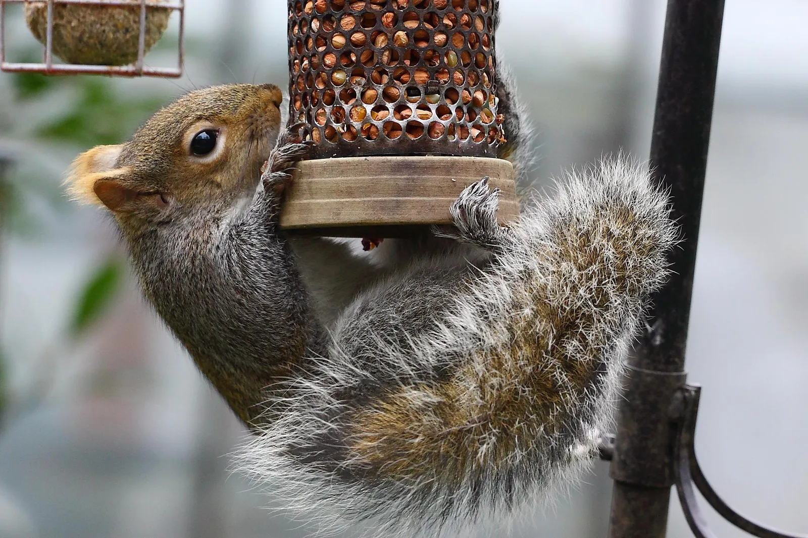 10. Squirrel Buster Plus: The Feeder With a Cult Following (Squirrel, CC BY-SA 2.0)