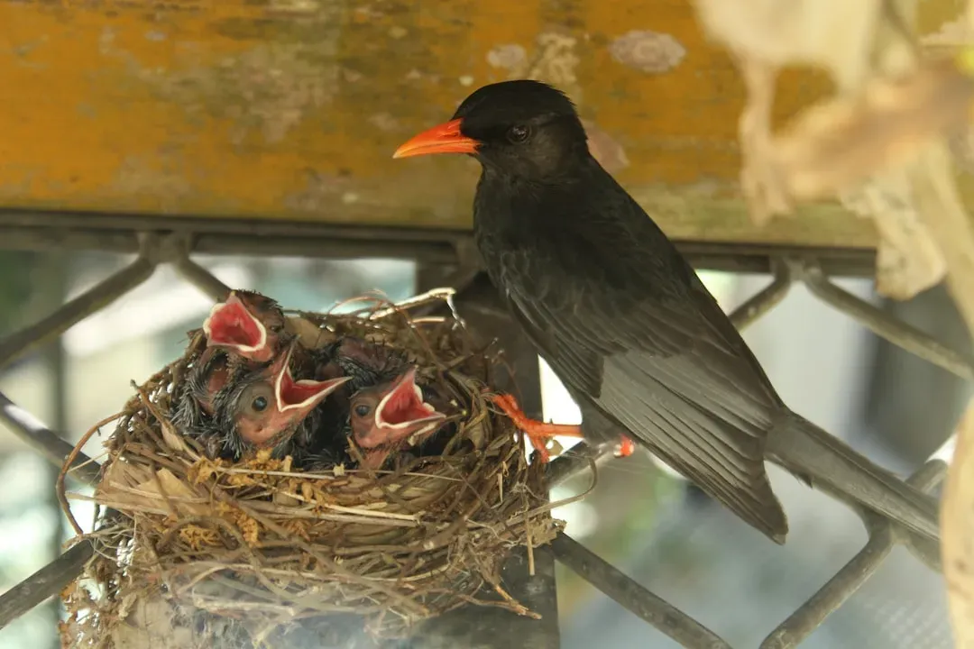 They Raise Several Broods Each Year (Image Credits: Unsplash)