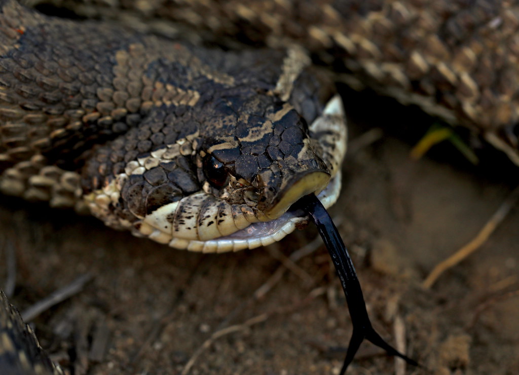 Venomous Snakes That Strike Without Warning (Image Credits: Flickr)