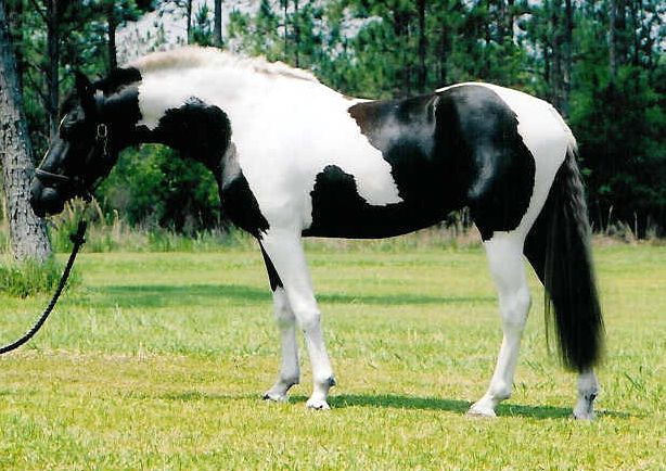 Paint Horse: The Eye-Catching Gentle Giant (Image Credits: Wikimedia)
