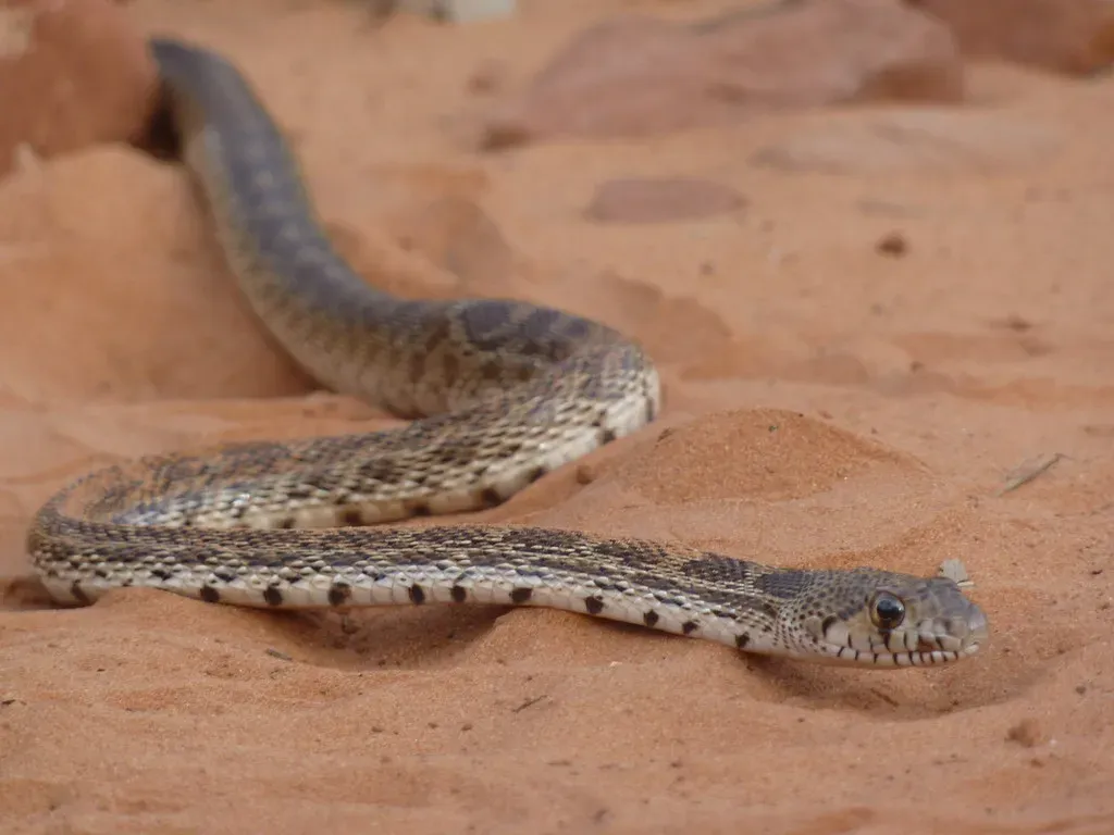 Libra: Sidewinder Rattlesnake (Image Credits: Flickr)