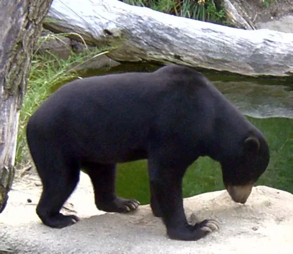 The Bear Totem in Contemporary Life (By Grendelkhan, CC BY-SA 4.0)