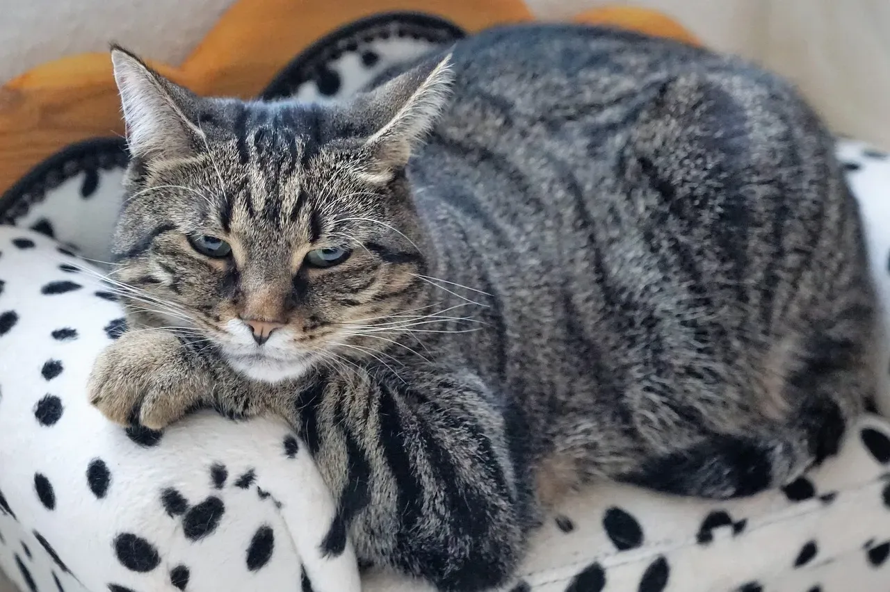 Effective Flea Prevention Products for Kittens Eight Weeks and Older (Image Credits: Pixabay)