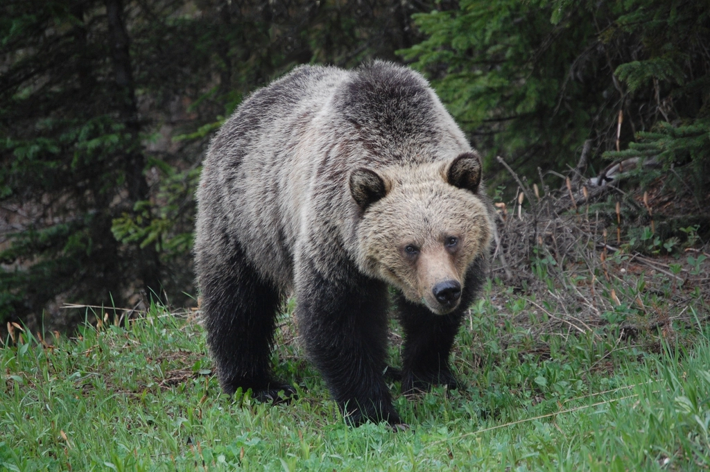 New York: Empire State's Expanding Bear Territory (Image Credits: Rawpixel)