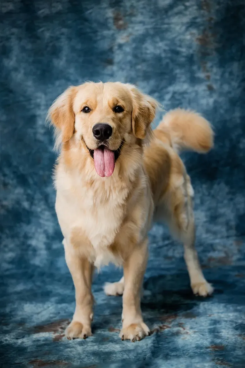 5. Greet with Explosive Tail Wags (Image Credits: Pixabay)