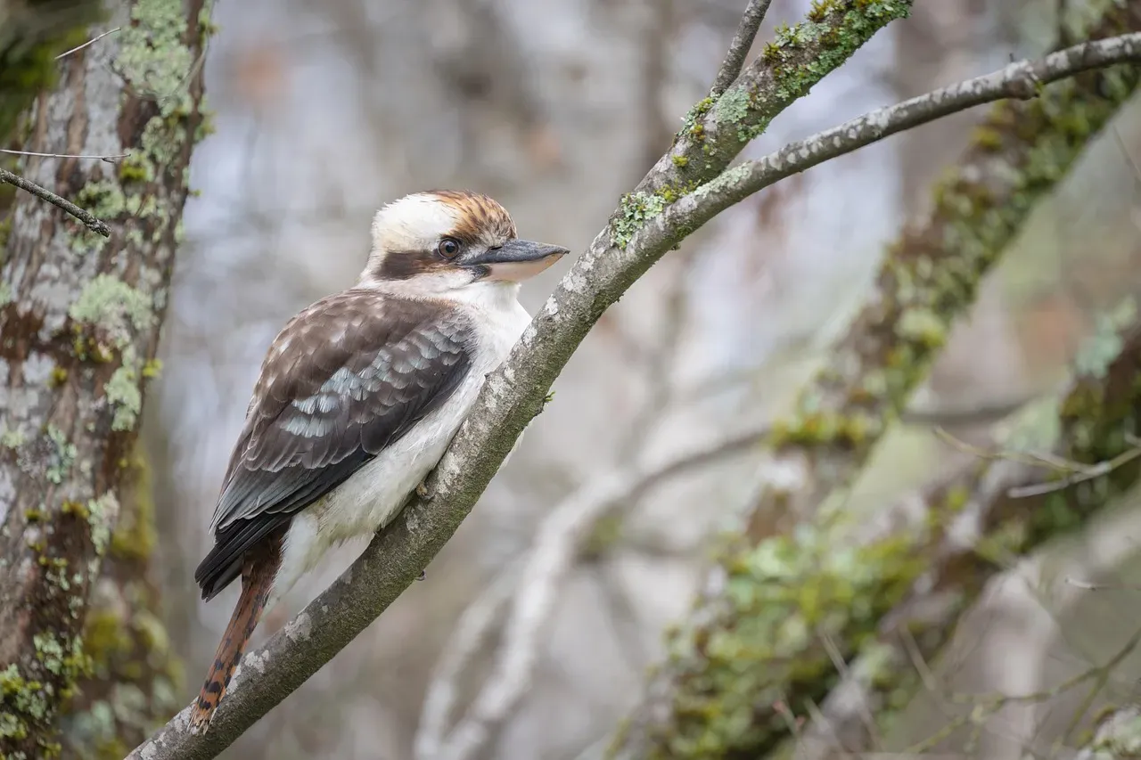 5. The Laughing Kookaburra: Jungle Laughter at Sunrise (Image Credits: Pixabay)
