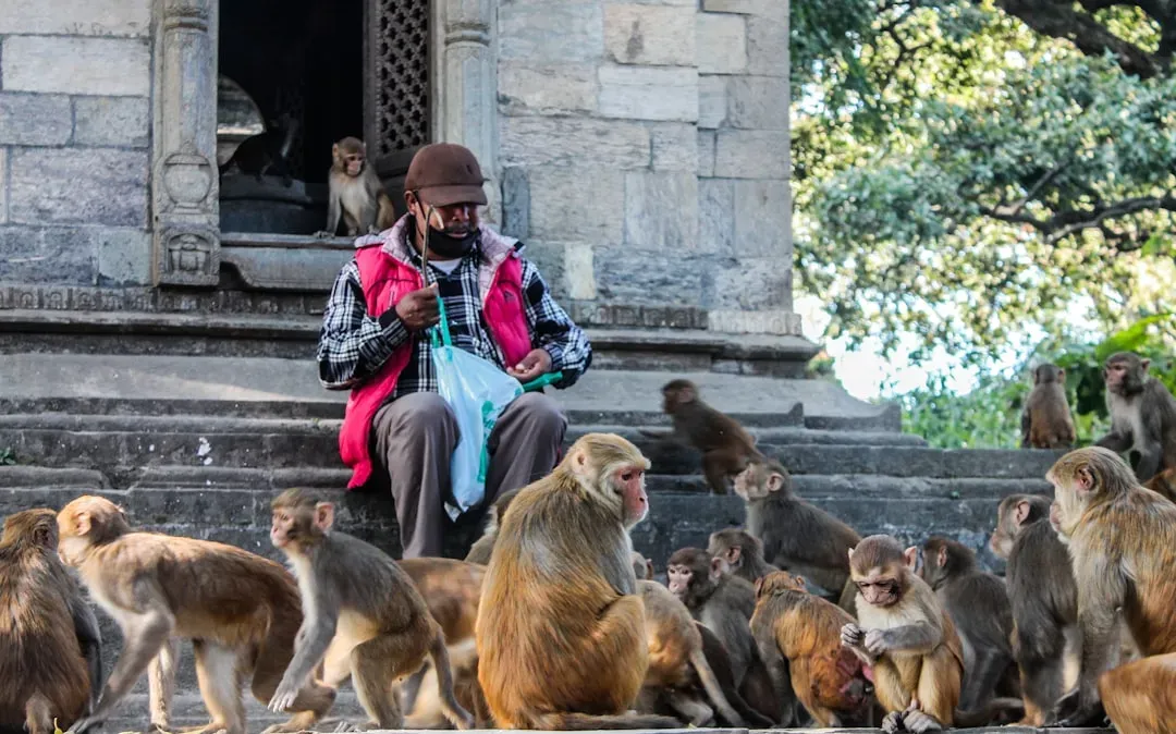 Monkeys: The Sacred Messengers of Temple Grounds (Image Credits: Unsplash)