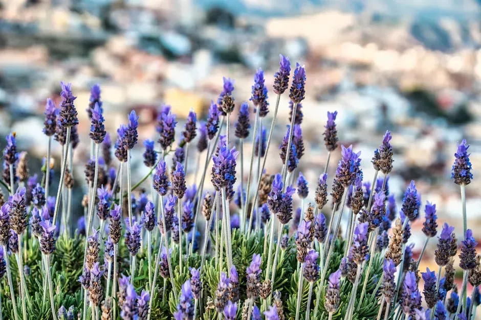 #3 - Lavender (Image Credits: Pexels)
