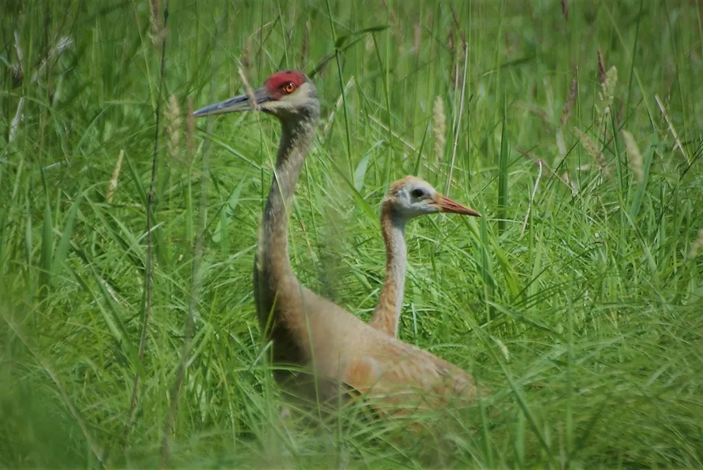 #6 Teaching Young Cranes the Ropes (chumlee10, Flickr, CC BY-SA 2.0)