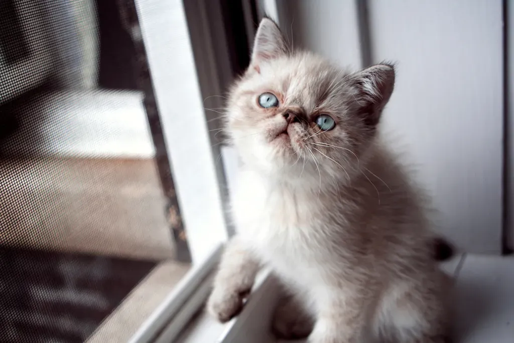 Exotic Shorthair (Image Credits: Flickr)