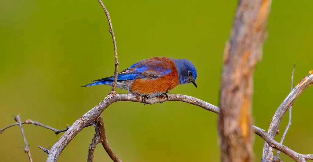 #13 - Western Bluebird: Benefiting from Boxes and Open Spaces (Tanque Verde, Flickr, CC BY 2.0)