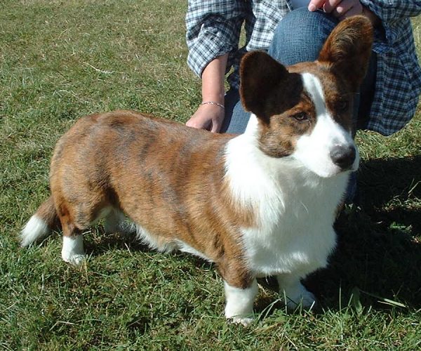 #14: Cardigan Welsh Corgi (Image Credits: Wikimedia)