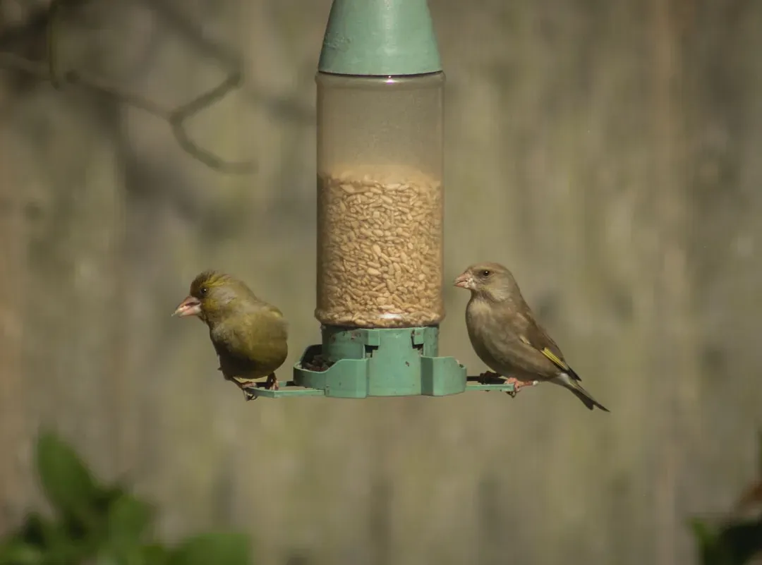 #10 - Greenfinch: Killed by Kindness at the Feeder (Image Credits: Unsplash)