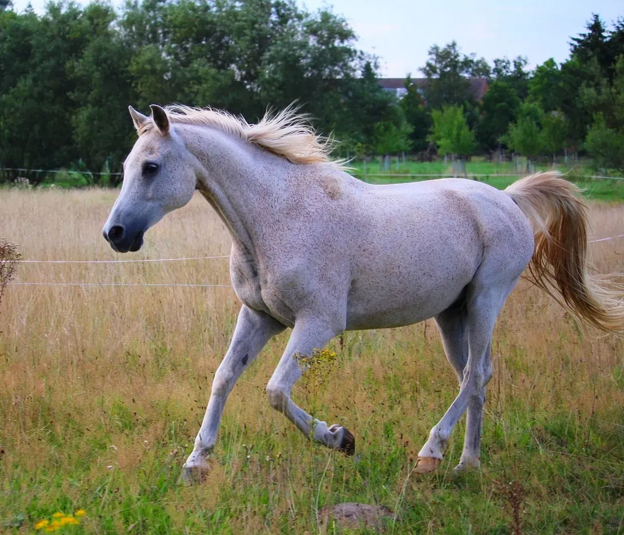 #2 - Arabian (Image Credits: Pixabay)