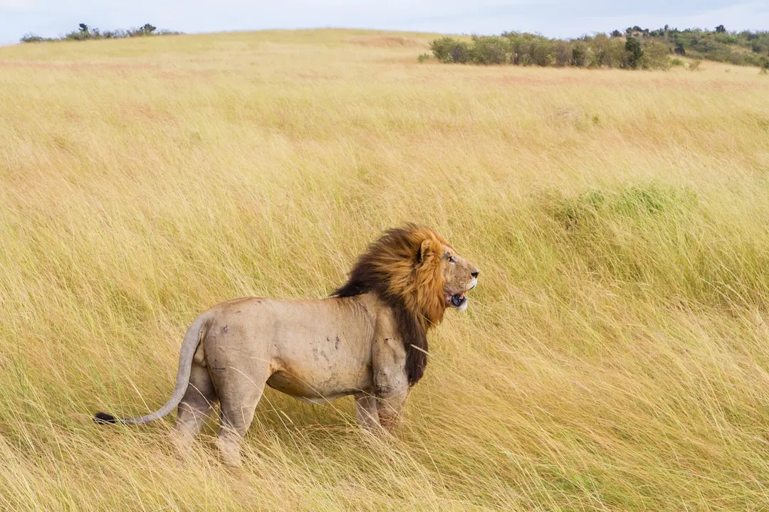 Understanding Lion Choices in the Wild (Image Credits: Unsplash)