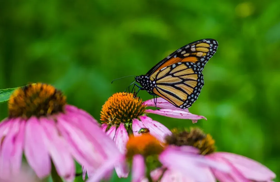 Conclusion: A May Garden Worth Flying To (Image Credits: Unsplash)