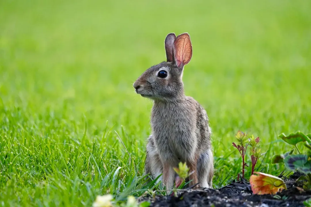 8. Rabbit (Image Credits: Unsplash)