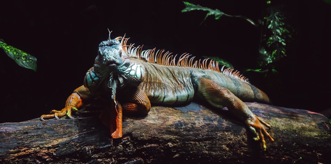 A Menu of Terror From the Ancient Seas (Image Credits: Unsplash)