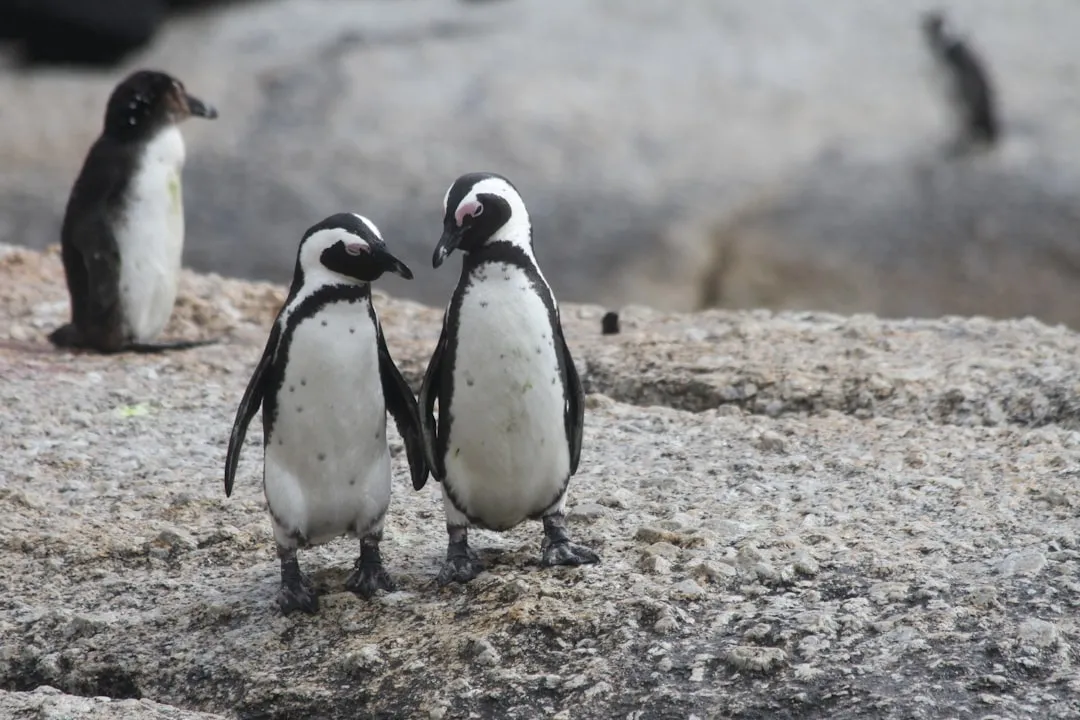#9 - Penguins Quietly "Divorce" More Than Anyone Wants to Admit (Image Credits: Unsplash)