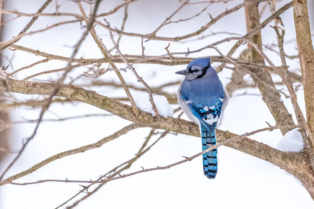 How Other Birds Respond to the Warning (Image Credits: Unsplash)