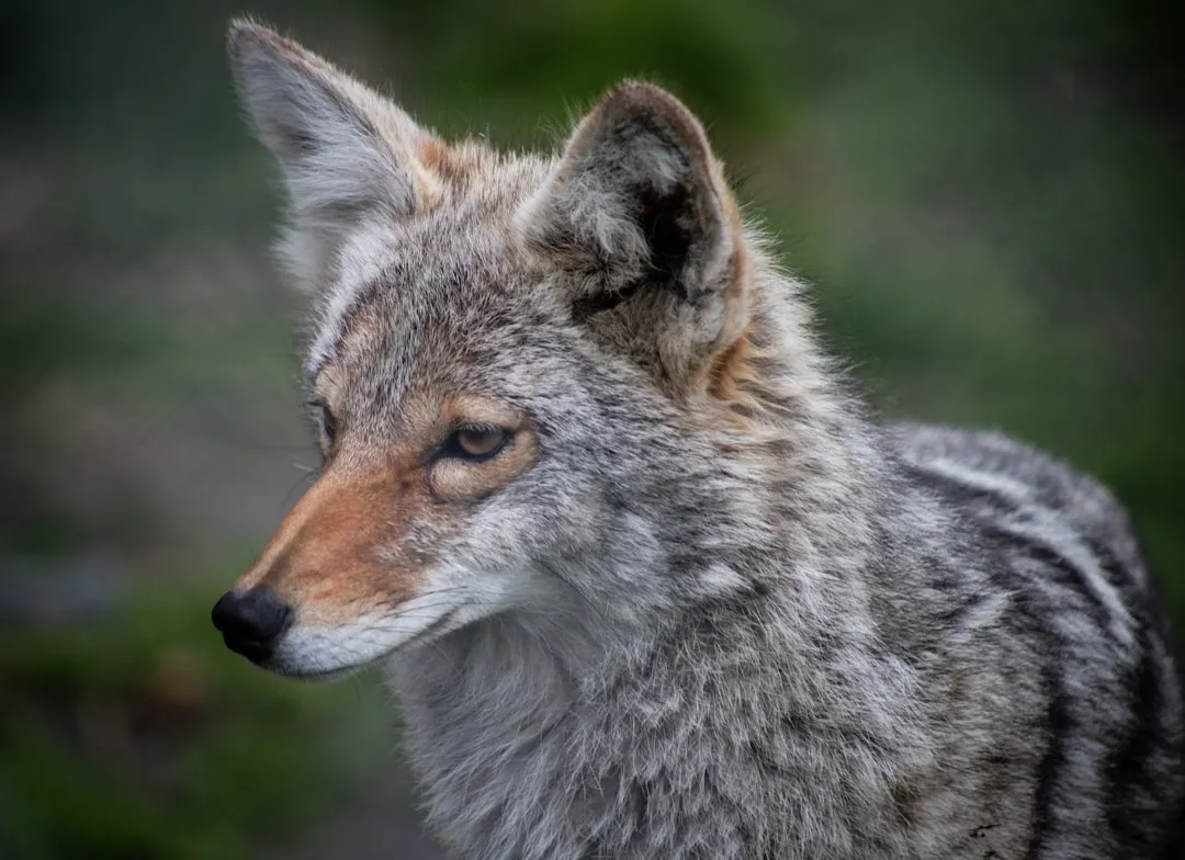 Why Western Stories Turned Coyote into a Villain (Image Credits: Unsplash)
