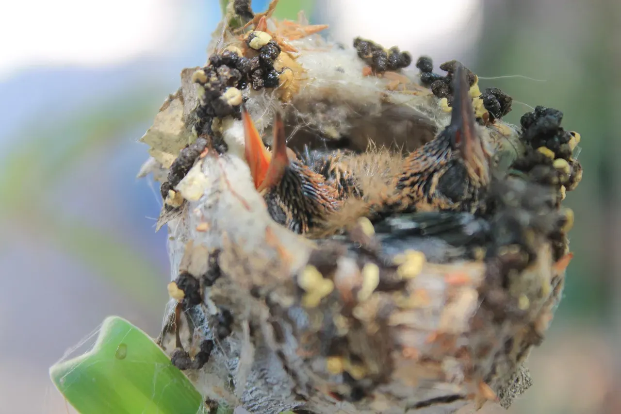 #7 - Nests Are Built to Stretch, Using Spider Silk as the Secret Ingredient (Image Credits: Pixabay)