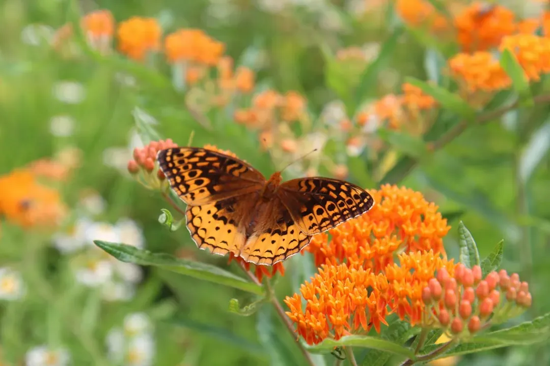Butterfly Weed (Asclepias tuberosa): Brilliant Orange, Deeply Useful (Image Credits: Unsplash)