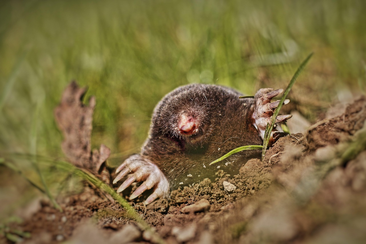 #4. Voles and Moles - The Tunneling Territory Invaders (Image Credits: Pixabay)