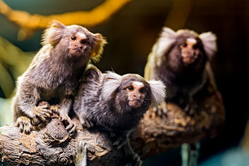 4. Marmoset Monkeys Call Each Other by Name (Image Credits: Flickr)