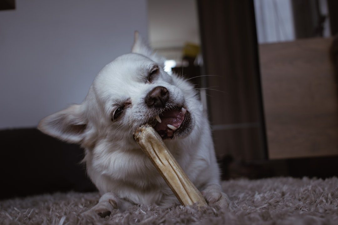 Harness the Power of Dental Chews and Treats (Image Credits: Unsplash)