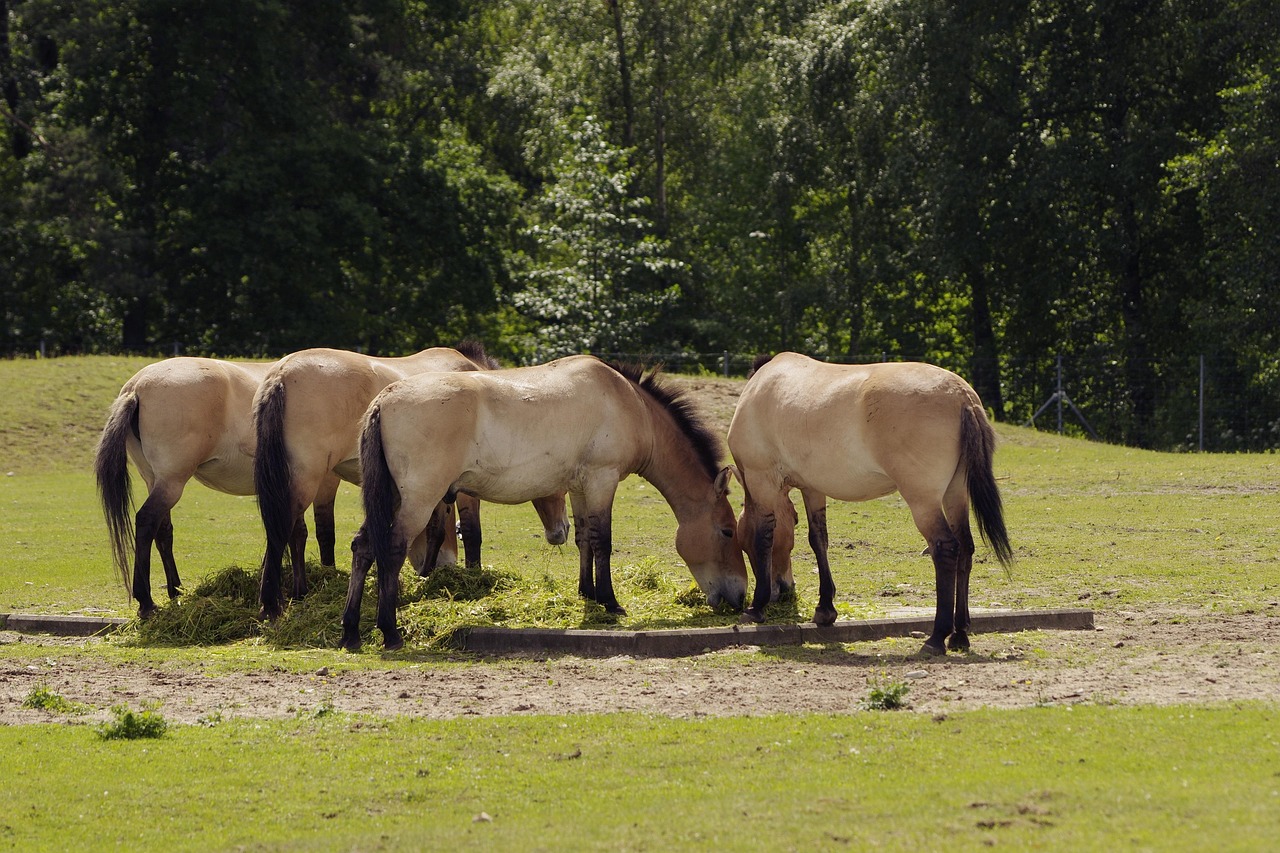Przewalski's Horse: The Last True Wild Horse (Image Credits: Pixabay)