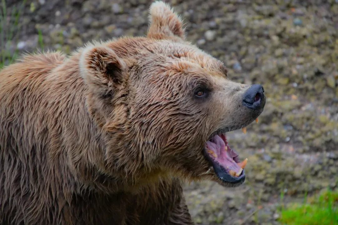 Aries: The Grizzly Bear (Image Credits: Unsplash)