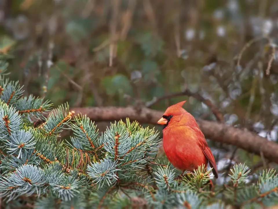 They Fluff Their Feathers Before the Cold Actually Arrives (Image Credits: Stocksnap)
