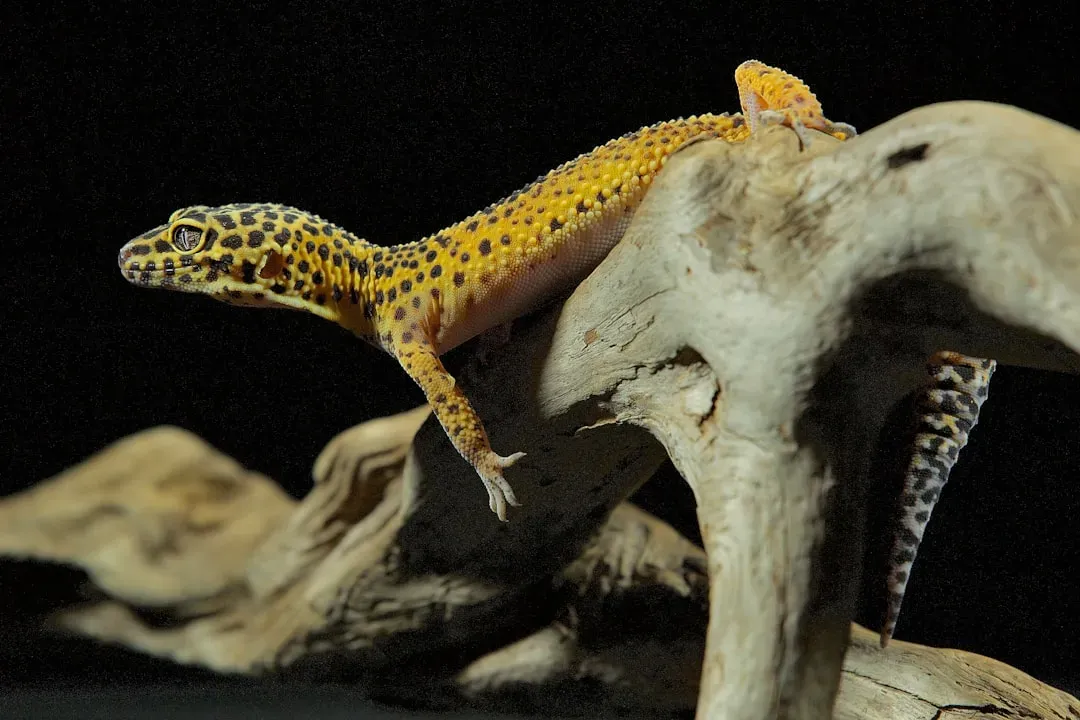 Virgo and the Leopard Gecko (Image Credits: Unsplash)
