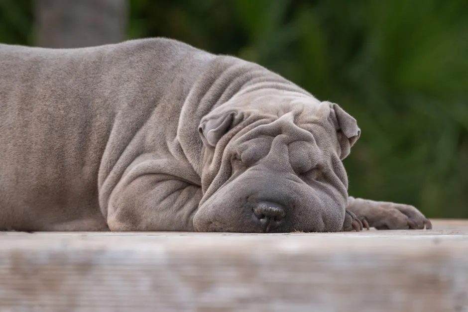 8. Chinese Shar-Pei: Thin Coat, Problematic Skin in Cold Damp (Image Credits: Pexels)