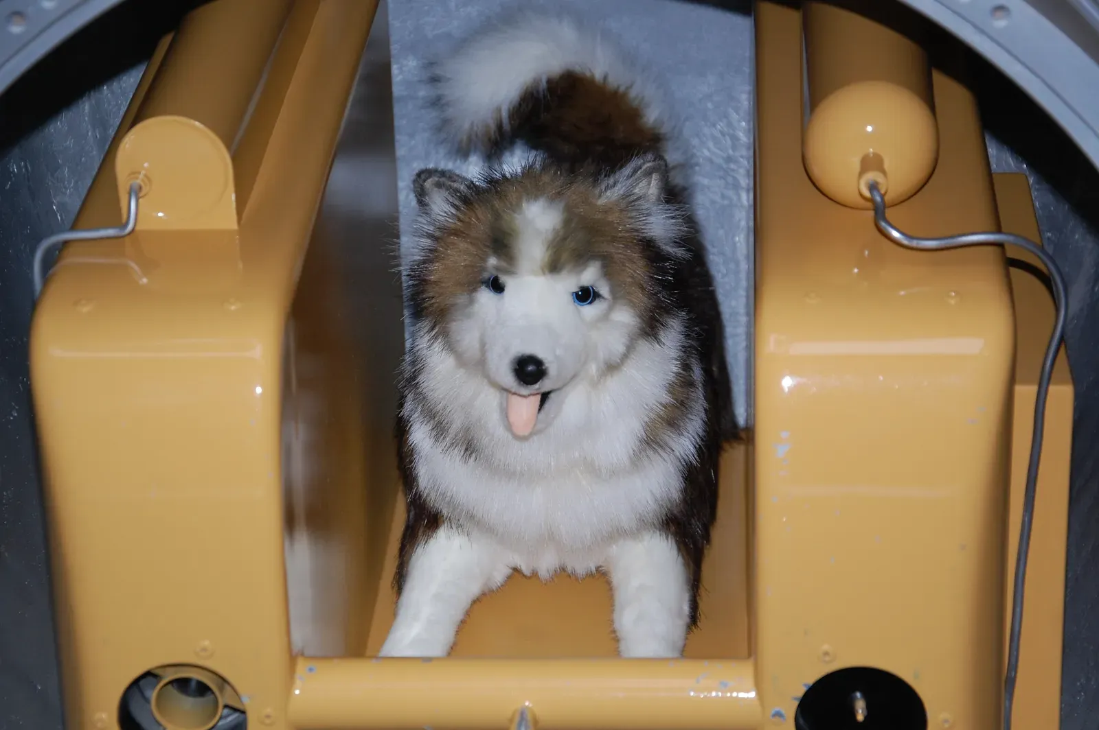 9. The Laika, the Space Dog: The Animal That Opened the Cosmos (By Флорист, CC BY 4.0)