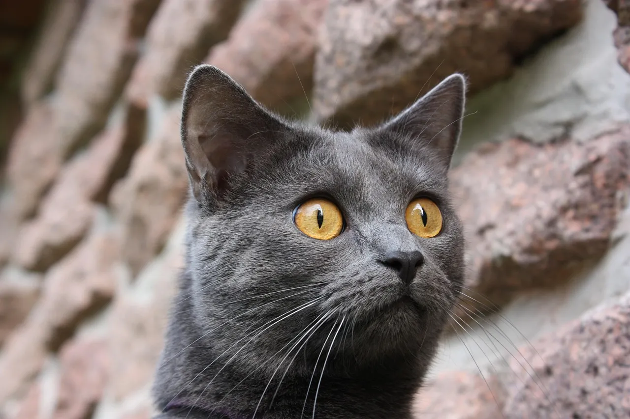 #10 - Chartreux: The Quiet Shadow That Softens Into Devotion (Softer With Age) (Image Credits: Pixabay)