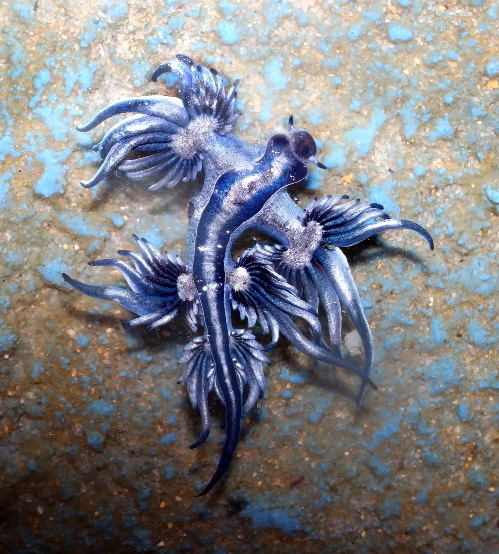 5. Hermaphrodites with Specialized Love Lives (Blue dragon-glaucus atlanticus, CC BY-SA 2.0)