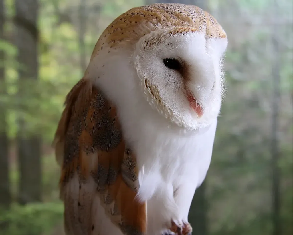 The Wise Owl: Seeker of Truth (Image Credits: Flickr)