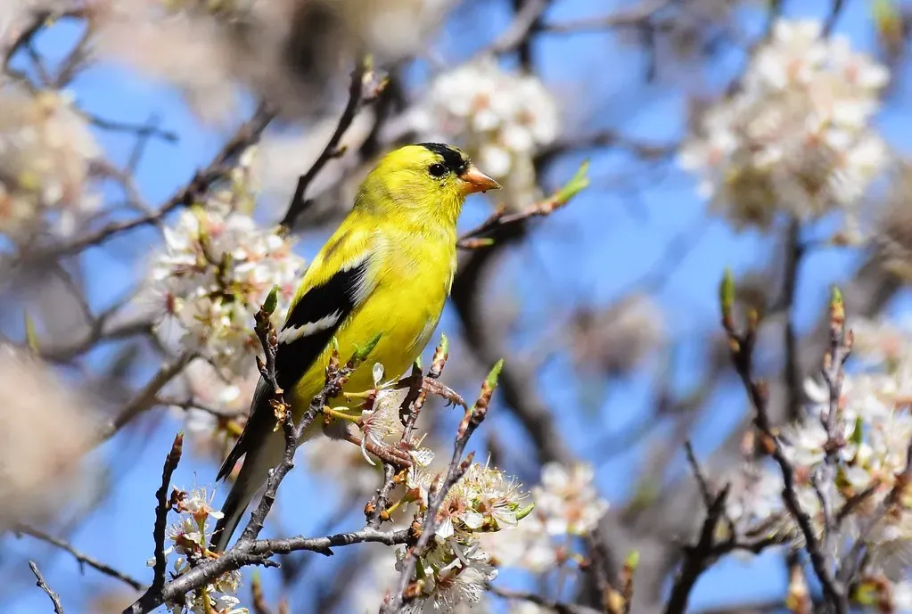 #10: The Oldest Known Goldfinch Lived Nearly 11 Years (Image Credits: Flickr)