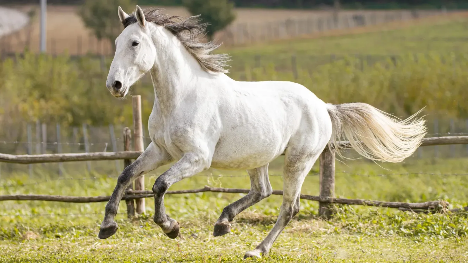 #16 - Lipizzan: The Classical Breed With Enduring Singular Attachments (By Elemassa14, CC0)