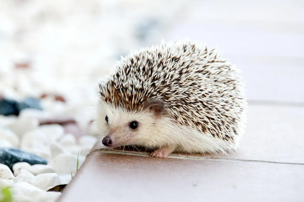 6. The Hedgehog - A Quirky but Grounded Choice for Capricorn (Image Credits: Pixabay)