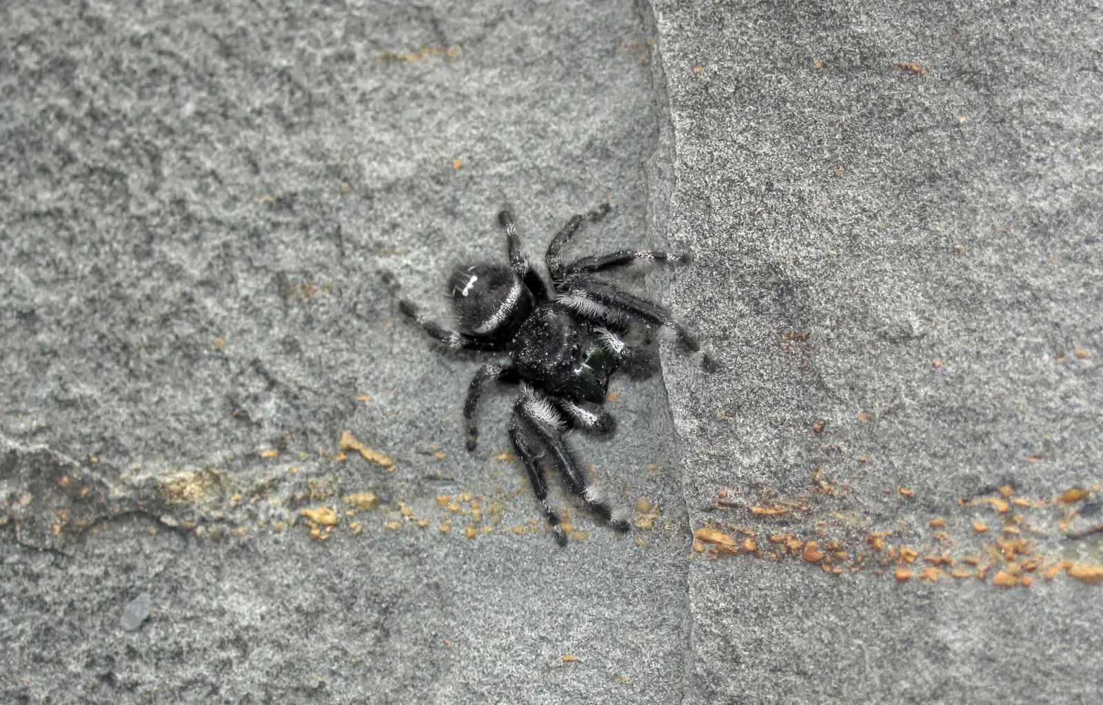 Ambush Hunter Par Excellence (Phidippus audax (bold jumping spider) (Mohawk Dam emergency spillway, Coshocton County, Ohio, USA) 2, CC BY 2.0)