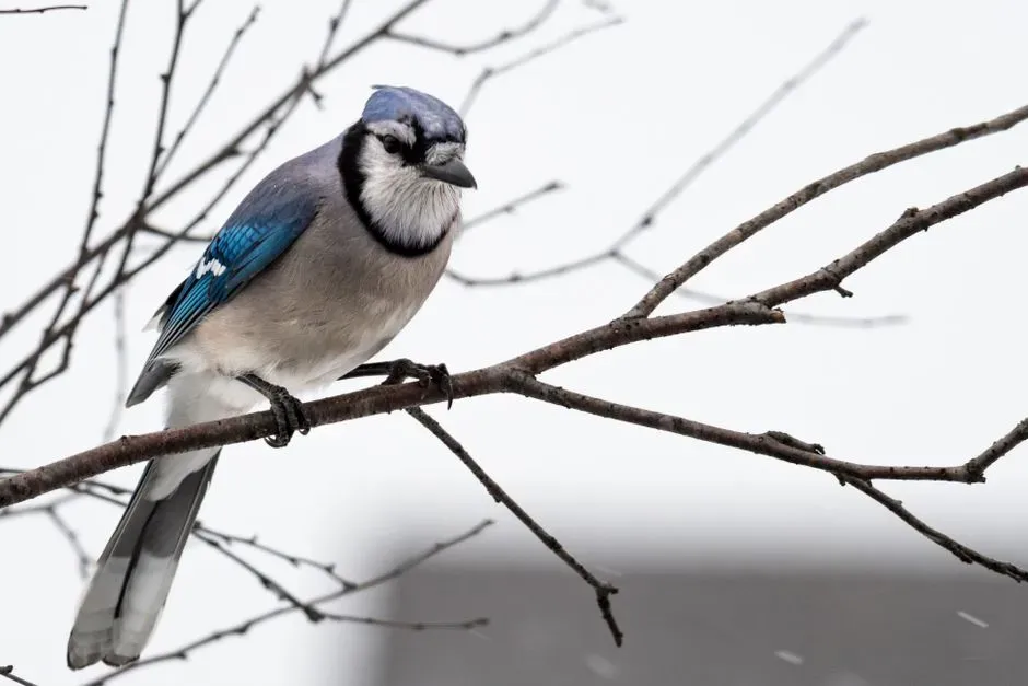 Blue Jay (Image Credits: Pexels)