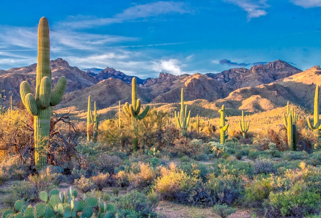 Conclusion: Arizona Birding Rewards Curiosity, Not Just Checklists (Image Credits: Unsplash)
