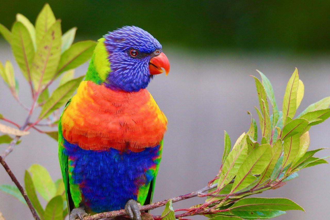 Rainbow Lorikeet (Image Credits: Pixabay)