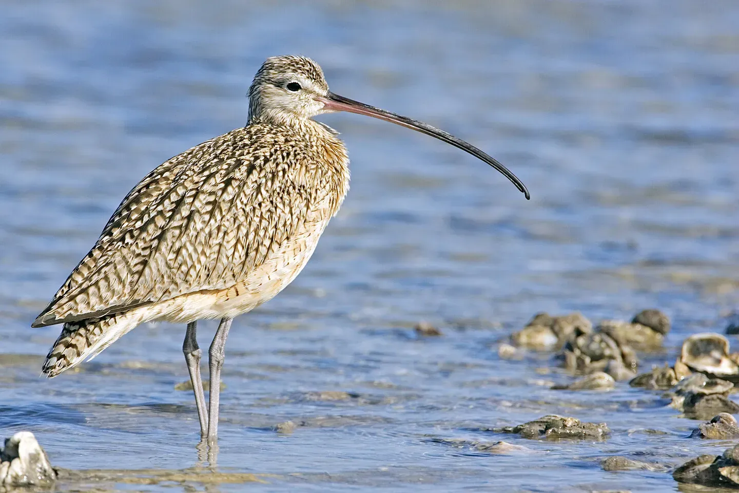 Long-Billed Curlew: Probe Master (Image Credits: Wikimedia)