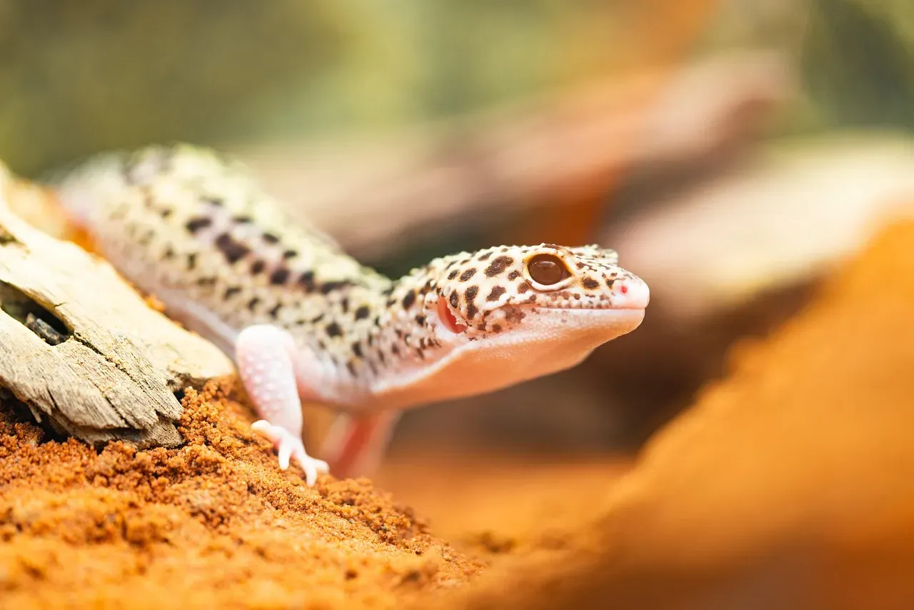 Blunt-Nosed Leopard Lizard (Image Credits: Pixabay)