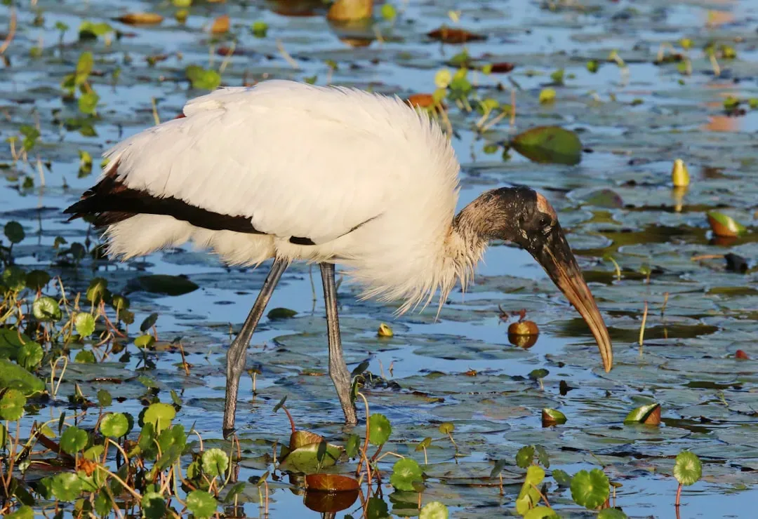 What Makes the Wood Stork So Distinctive (Image Credits: Unsplash)