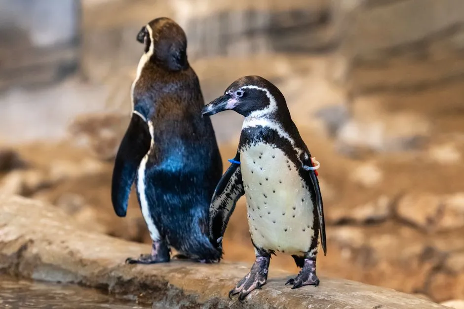 #20 - Penguins That Reunite Against the Odds (Image Credits: Pexels)